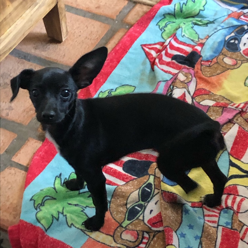 Meet your Posher, Molly